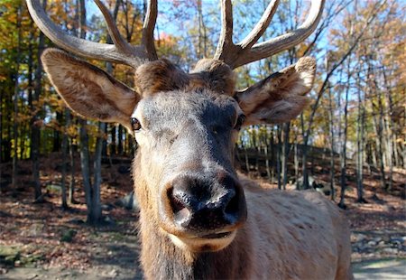 simsearch:400-05013206,k - A close-up portrait of a big elk (Cervus canadensis) in a colorful autumn's forest Stock Photo - Budget Royalty-Free & Subscription, Code: 400-05013206