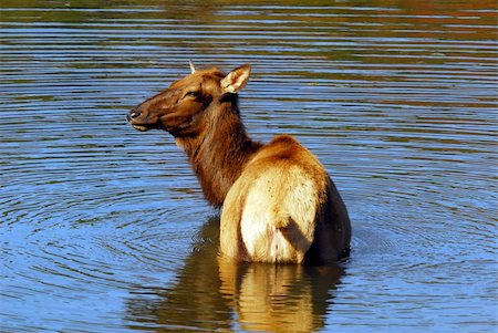 simsearch:400-05013206,k - A female elk (Cervus canadensis) in a lake Stock Photo - Budget Royalty-Free & Subscription, Code: 400-05013297