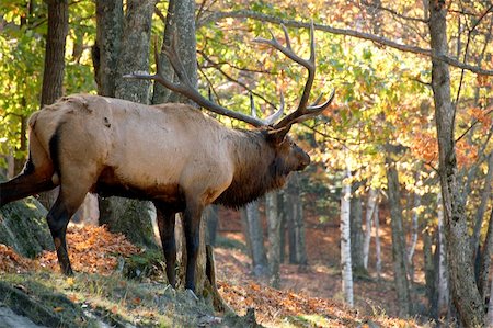 simsearch:400-05013206,k - A big elk (Cervus canadensis) standing in a colorfull autumn's forest Stock Photo - Budget Royalty-Free & Subscription, Code: 400-05013299