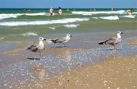 simsearch:400-05074331,k - Sea-gull on the beach Photographie de stock - Aubaine LD & Abonnement, Code: 400-05013306