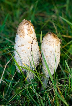 Poisons mushrooms growing wild in grass, macro closeup Stock Photo - Budget Royalty-Free & Subscription, Code: 400-05013309