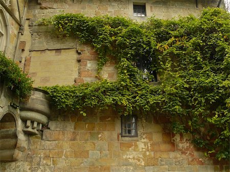 A plant-covered window at the Bad Bentheim castle, Germany. Foto de stock - Super Valor sin royalties y Suscripción, Código: 400-05013395