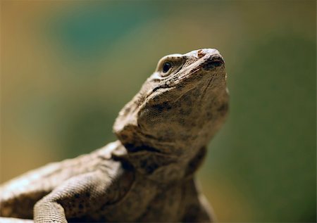 Close-up picture of a lizard Stock Photo - Budget Royalty-Free & Subscription, Code: 400-05013497