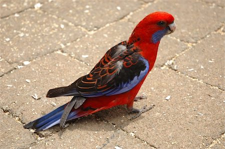 periquito - Red and blue parrot sitting on tiled floor. Side view. Foto de stock - Super Valor sin royalties y Suscripción, Código: 400-05013506