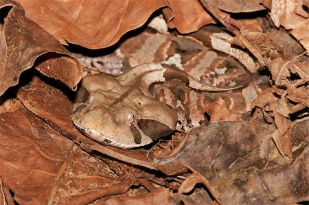 Gaboon adder (Bitis gabonica), perfectly camouflaged among dead leaves, South Africa Stock Photo - Budget Royalty-Free & Subscription, Code: 400-05013605