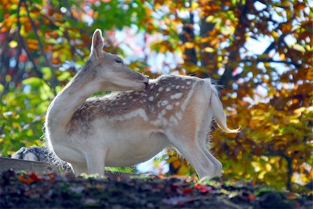 simsearch:400-04737783,k - Picture of a beautiful Fallow Deer (Dama dama) in a colorful forest Stock Photo - Budget Royalty-Free & Subscription, Code: 400-05013756