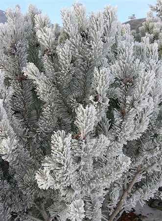 Frost and snow on Cedar branches Photographie de stock - Aubaine LD & Abonnement, Code: 400-05013886
