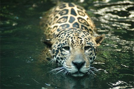 Jaguar swimming in the river in South America Fotografie stock - Microstock e Abbonamento, Codice: 400-05013919