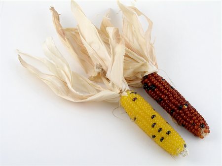 Miniature Indian corn Stockbilder - Microstock & Abonnement, Bildnummer: 400-05024349