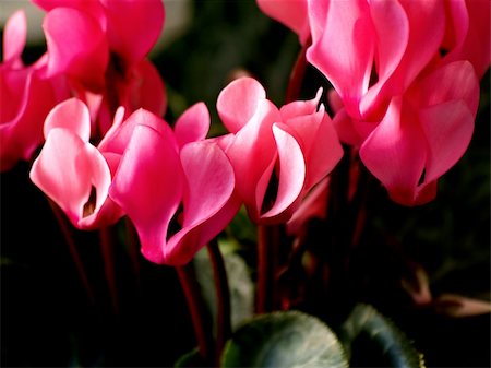 simsearch:633-01272919,k - Close up of Pink Cyclamen flowers Stock Photo - Budget Royalty-Free & Subscription, Code: 400-05024554