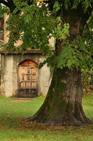 simsearch:400-07107314,k - old huge tree near by church Fotografie stock - Microstock e Abbonamento, Codice: 400-05024558