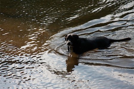 puppies drinking - Huey, a Katrina, Waveland, Mississippi rescue drinks from the water at the creek at his new home. Stock Photo - Budget Royalty-Free & Subscription, Code: 400-05024673