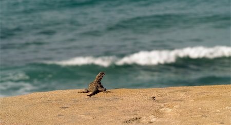 simsearch:400-05260189,k - Brown lizard standing on rock by ocean Stockbilder - Microstock & Abonnement, Bildnummer: 400-05024754