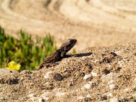 simsearch:400-05260189,k - Brown lizard standing on rock by ocean Stockbilder - Microstock & Abonnement, Bildnummer: 400-05024753