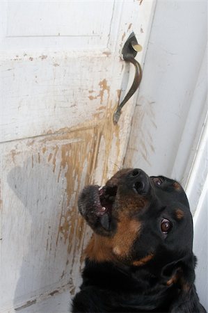 Lady, a female Rottweiler barks at the front door. Photographie de stock - Aubaine LD & Abonnement, Code: 400-05024801
