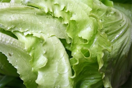 Fresh organic lettuce in its prime for eating. Stock Photo - Budget Royalty-Free & Subscription, Code: 400-05025045