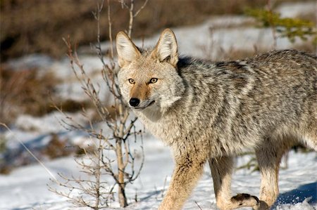 Coyote in snow. Stock Photo - Budget Royalty-Free & Subscription, Code: 400-05025170