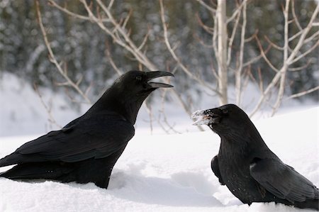 simsearch:400-05698463,k - Ravens in the snow, posing for the camera Photographie de stock - Aubaine LD & Abonnement, Code: 400-05025185