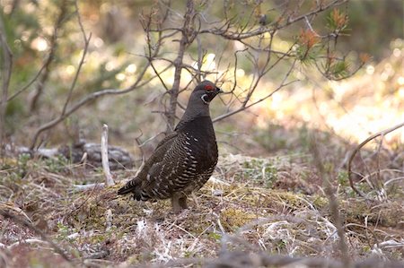 Spruce grouse in the bushes Photographie de stock - Aubaine LD & Abonnement, Code: 400-05025189