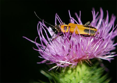 a goldenrod soldier beetle on a thistle bloom Foto de stock - Royalty-Free Super Valor e Assinatura, Número: 400-05025416
