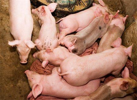 pictures pigs in sty - A litter of little piglets in a pigpen in the Vietnam countryside. The little porkers were crawling over each other as they were between meals. Stock Photo - Budget Royalty-Free & Subscription, Code: 400-05025542