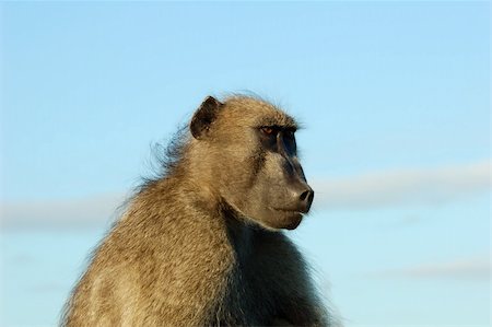 A close-up side view of a male olive baboon Fotografie stock - Microstock e Abbonamento, Codice: 400-05025680