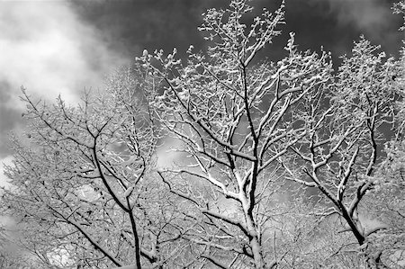 A monochrome rendition of snow covered branches against a cloudy winter sky. Photographie de stock - Aubaine LD & Abonnement, Code: 400-05025979