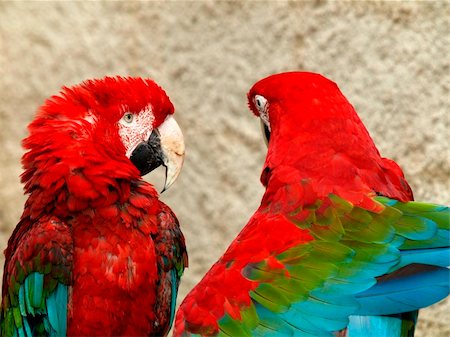 simsearch:400-04337211,k - Two colorful parrots perched in a zoo Fotografie stock - Microstock e Abbonamento, Codice: 400-05026110