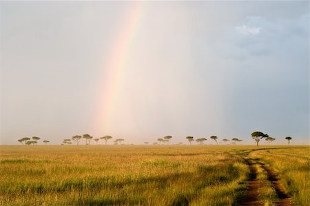 safari destination - Beautiful Rainbow in the Kenyan Savannah. Massai Mara natural reserve. Photographie de stock - Aubaine LD & Abonnement, Code: 400-05026122