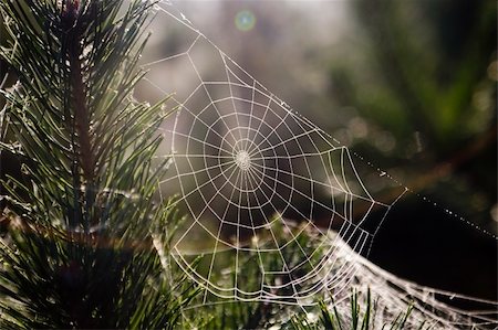 simsearch:400-03966370,k - The spider\'s cobweb in forest. Fotografie stock - Microstock e Abbonamento, Codice: 400-05026196