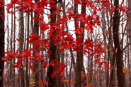 simsearch:400-04318525,k - abstract view of the lines of trees in autumn with red leaves Stock Photo - Budget Royalty-Free & Subscription, Code: 400-05026625