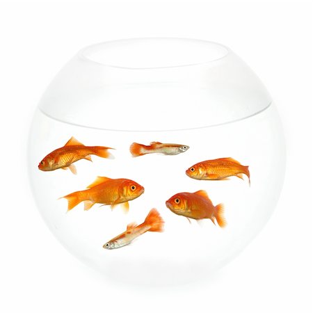 red headed underwater - Goldfish swimming in a fishbowl. Taken on clean white background. Stock Photo - Budget Royalty-Free & Subscription, Code: 400-05027276