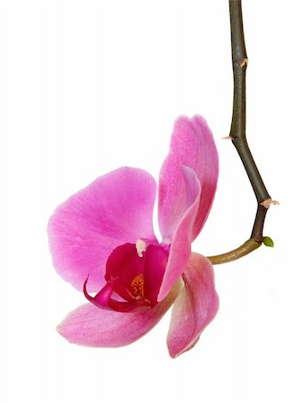 simsearch:400-04596018,k - Purple orchid isolated on the white background Stockbilder - Microstock & Abonnement, Bildnummer: 400-05027536