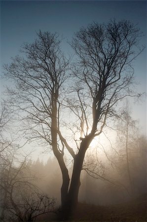 simsearch:400-07321234,k - The sun behind the tree in foggy landscape Foto de stock - Royalty-Free Super Valor e Assinatura, Número: 400-05027544