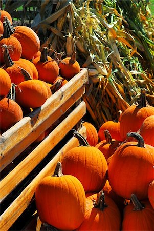 simsearch:400-03938737,k - Orange pumpkins in wooden crate and dry corn at farmers market in the fall Photographie de stock - Aubaine LD & Abonnement, Code: 400-05028048