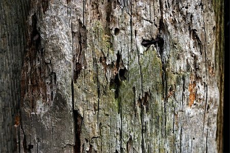 découpage - texture series: close up view of wood board; Stock Photo - Budget Royalty-Free & Subscription, Code: 400-05028375