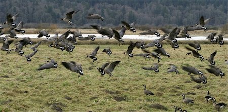 A large flock of Canadian geese (branta canadensis occidentalis) taking off after being startled. These geese were wintering in the Nisqually Wildlife Refuge. Stock Photo - Budget Royalty-Free & Subscription, Code: 400-05028400