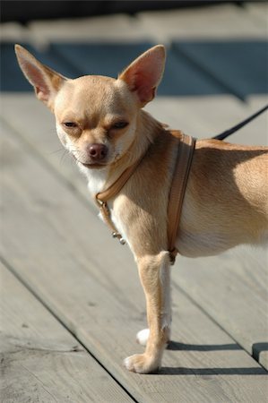 simsearch:400-03979341,k - Very small dog with big ears. Stock Photo - Budget Royalty-Free & Subscription, Code: 400-05028529