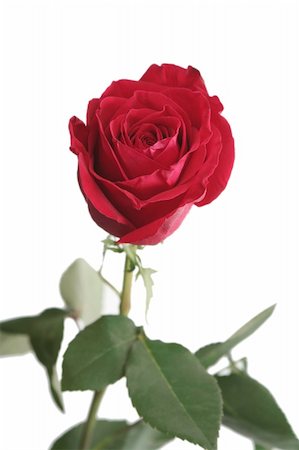 simsearch:400-03941928,k - One red rose Photographie de stock - Aubaine LD & Abonnement, Code: 400-05028537