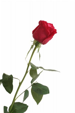 simsearch:400-03941928,k - One red rose Photographie de stock - Aubaine LD & Abonnement, Code: 400-05028538