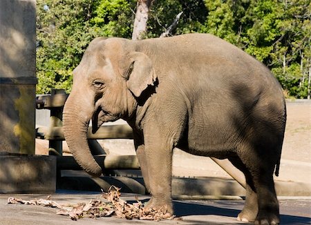 elephant feet - An elephant with a pile of dry leaves near his feet Photographie de stock - Aubaine LD & Abonnement, Code: 400-05029073