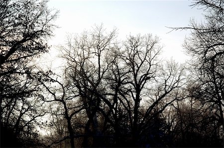 defoliated trees with their branches directed into the white sky Photographie de stock - Aubaine LD & Abonnement, Code: 400-05029258