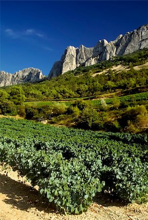 davidmartyn (artist) - Grapes growing in cote du rhone vineyards in vaucluse provence south of france. Photographie de stock - Aubaine LD & Abonnement, Code: 400-05029305