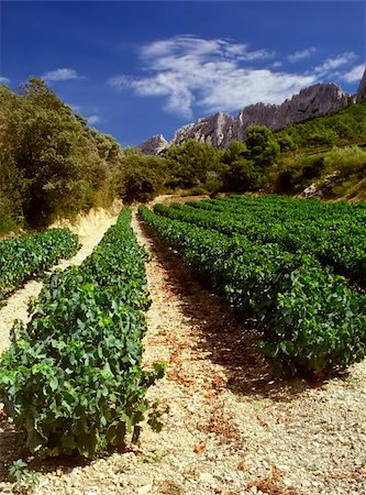 davidmartyn (artist) - Grapes growing in cote du rhone vineyards in vaucluse provence south of france. Photographie de stock - Aubaine LD & Abonnement, Code: 400-05029302