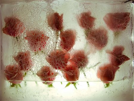 photo of roses inside ice cube Stock Photo - Budget Royalty-Free & Subscription, Code: 400-05029323