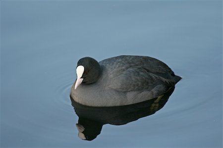 foulque - Eurasian Coot (Fulica atra) swimming in a lake Photographie de stock - Aubaine LD & Abonnement, Code: 400-05029339
