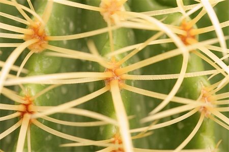 simsearch:400-04030678,k - A prickly green cactus with yellow thorns Stock Photo - Budget Royalty-Free & Subscription, Code: 400-05029475