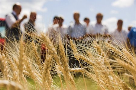 dorinmac (artist) - wheat ears before harvest Stock Photo - Budget Royalty-Free & Subscription, Code: 400-05029562