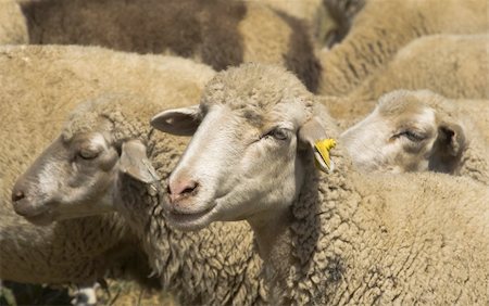 simsearch:614-06625263,k - Domestic sheep from Macedonia Stock Photo - Budget Royalty-Free & Subscription, Code: 400-05029883