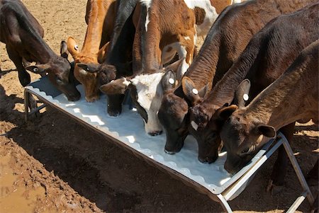 photo of dairy farm for cow feeds - very young calves drinking milk from a trough Stock Photo - Budget Royalty-Free & Subscription, Code: 400-05029970